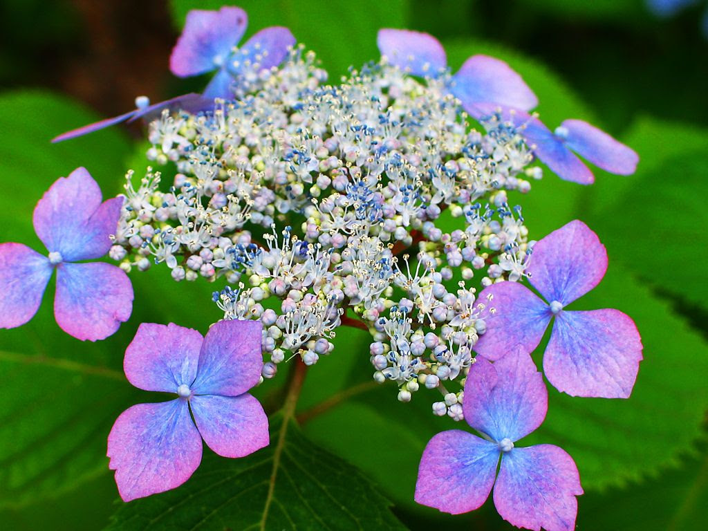 最も人気のある 紫陽花 写真 壁紙 Kabegamifhoto