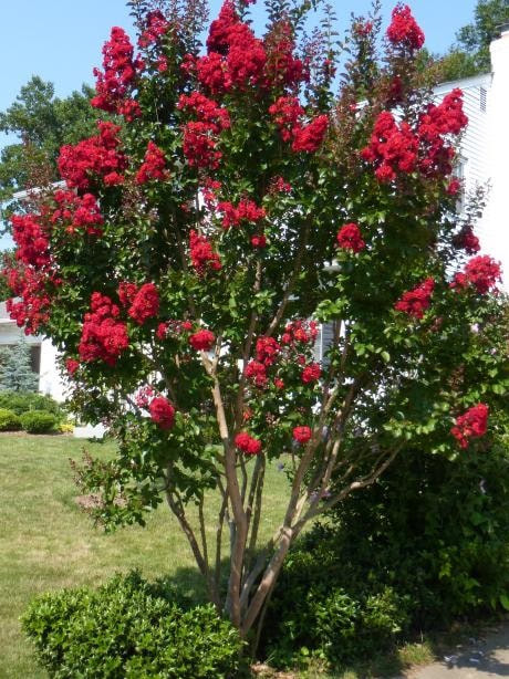 Take advantage of our quantity discounts. Red Crape Myrtles Available As Miniatures Dwarves Medium Height Or Standard Trees