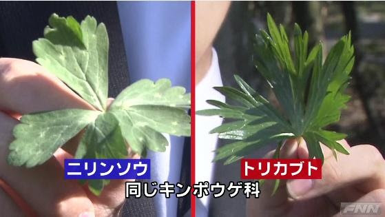 ラブリーニリンソウ 食べ方 最高の花の画像