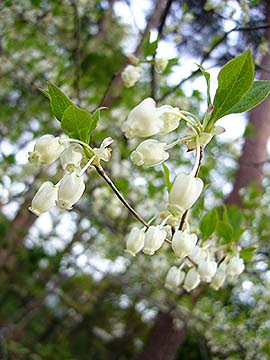 すべての美しい花の画像 これまでで最高の春の 花 漢字