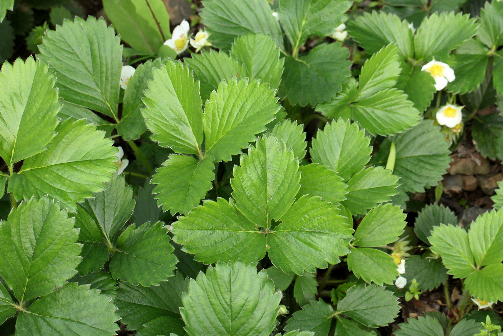 へび いちご 花 言葉 写真最高の壁紙