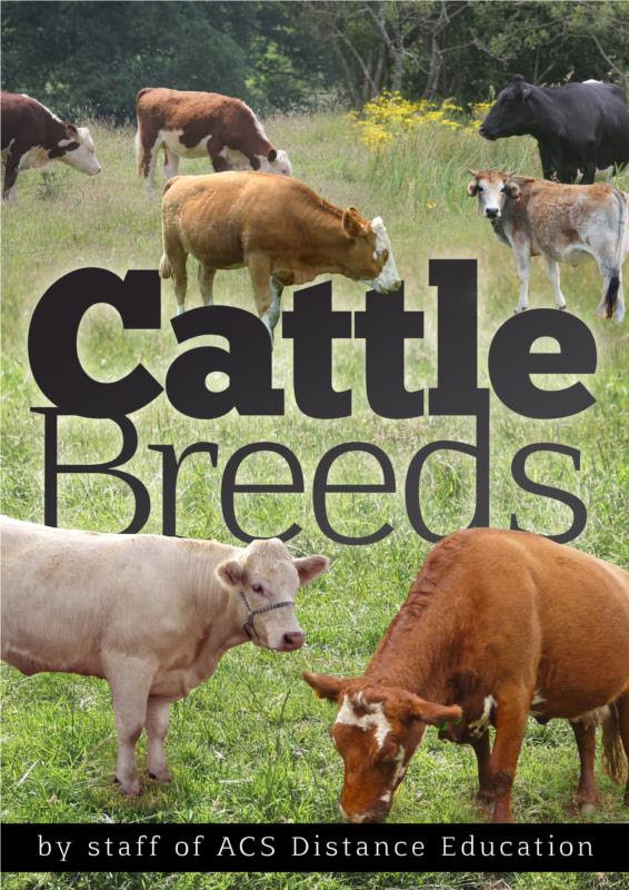 Santa gertrudis cattle show many of the bos indicus characteristics: Cattle Breeds Dairy Beef Draft