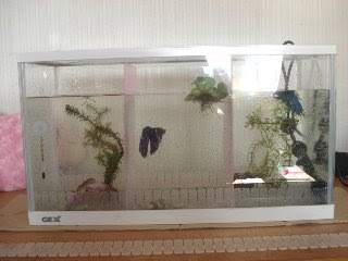 画像をダウンロード ベタ 水槽 仕切り 自作 ベタ 水槽 仕切り 自作 Gambar Gambar