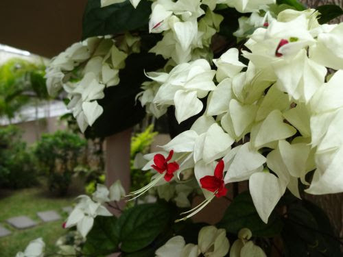 すべての美しい花の画像 元のかづら 花