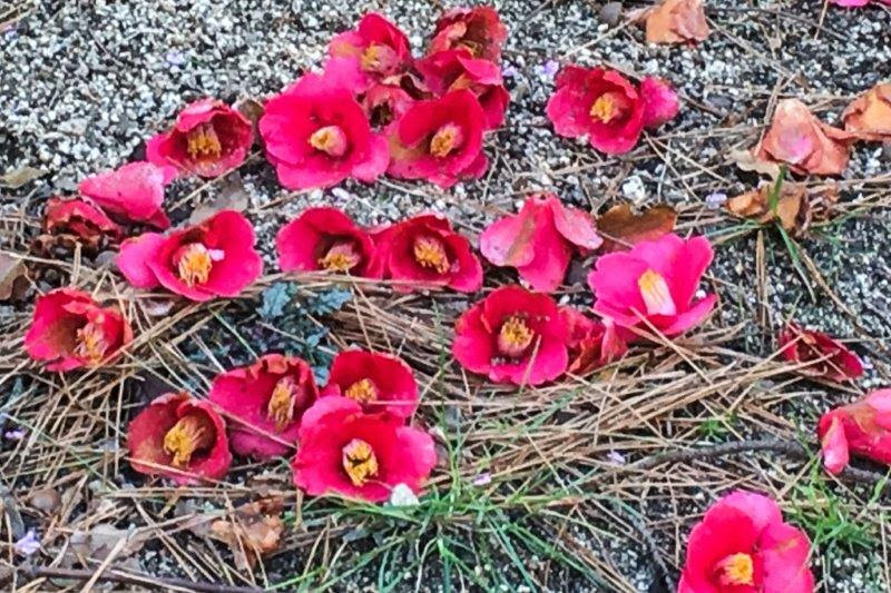 50 素晴らしい椿 落ちる 最高の花の画像