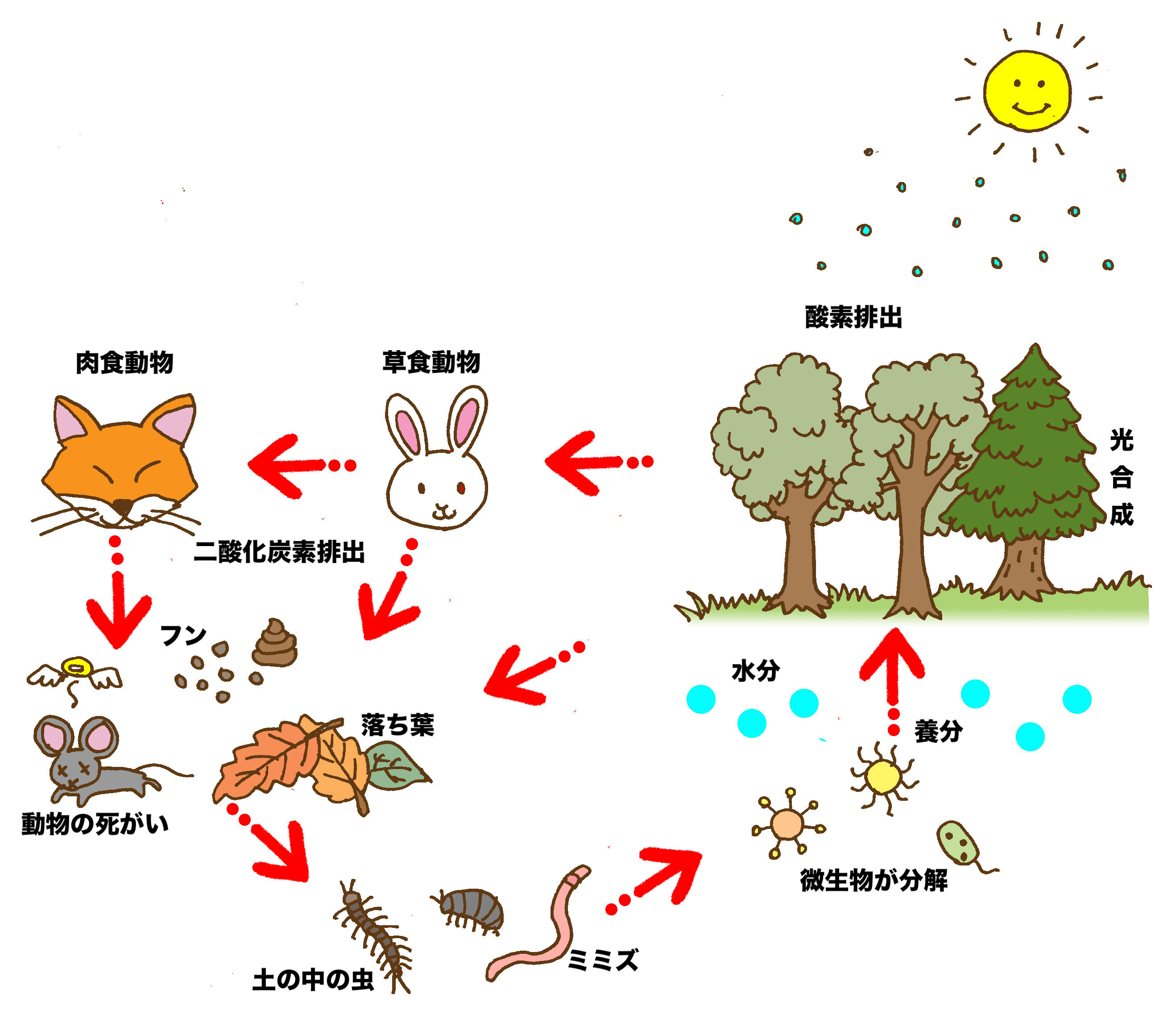 人気ダウンロード 食物 連鎖 ピラミッド 図 7804 食物 連鎖 ピラミッド 図