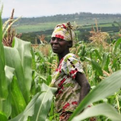 corn in kenya