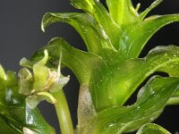 Groenlandia densa, potamogetonaceae opposite leaved pondweed. Groenlandia Densa