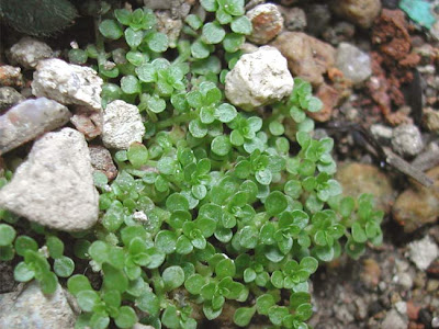 [最も好ましい] 抽水植物 図鑑 143268-抽水植物 図鑑