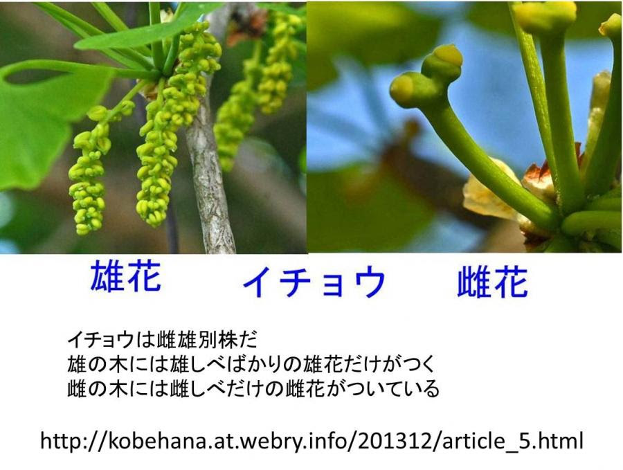 100以上 イチョウ 雄花 銀杏 雄花 雌花 Jpgazolaw