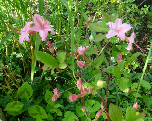 最高の香り の ある 花 美しい花の画像