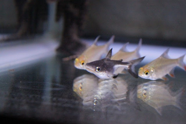トップ100熱帯魚 可愛い ランキング 最高の動物画像