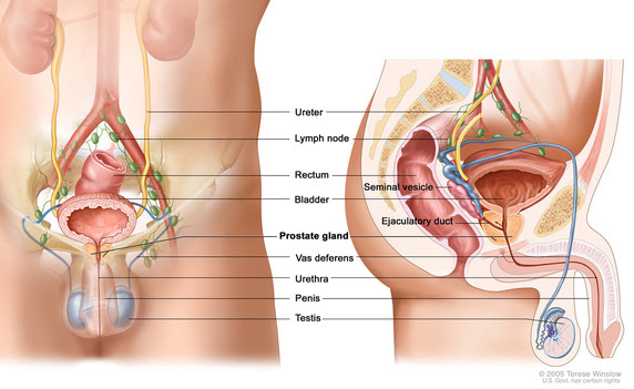 Learn about the main tissue types and organ systems of the body and how they work together. Male Human Body Systems