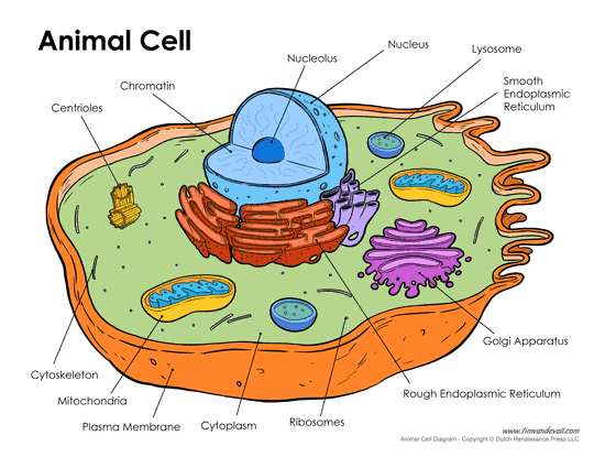 Maybe you would like to learn more about one of these? Printable Animal Cell Diagram Labeled Unlabeled And Blank