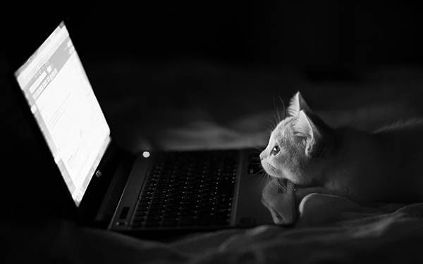 ファランクス 新着 人里離れた デスクトップpc 猫 Sinyogas Jp
