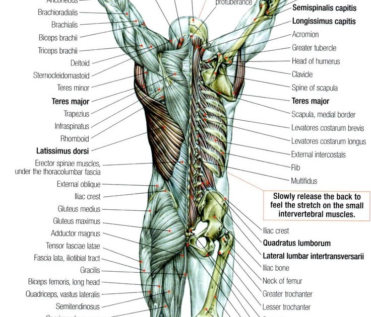 Back Muscles Chart : What is Causing my Back Pain (lumbago) ? | Health Life Media / The back is ...