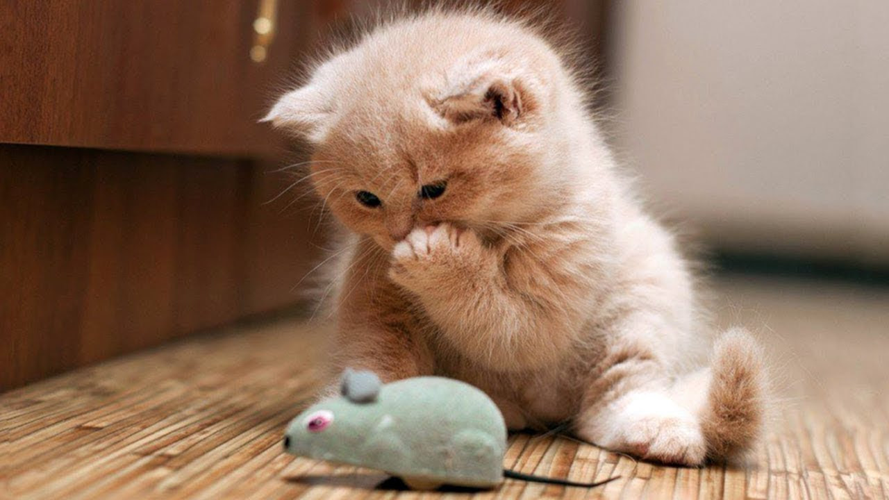 おもしろ猫画像 36 おもしろ猫画像