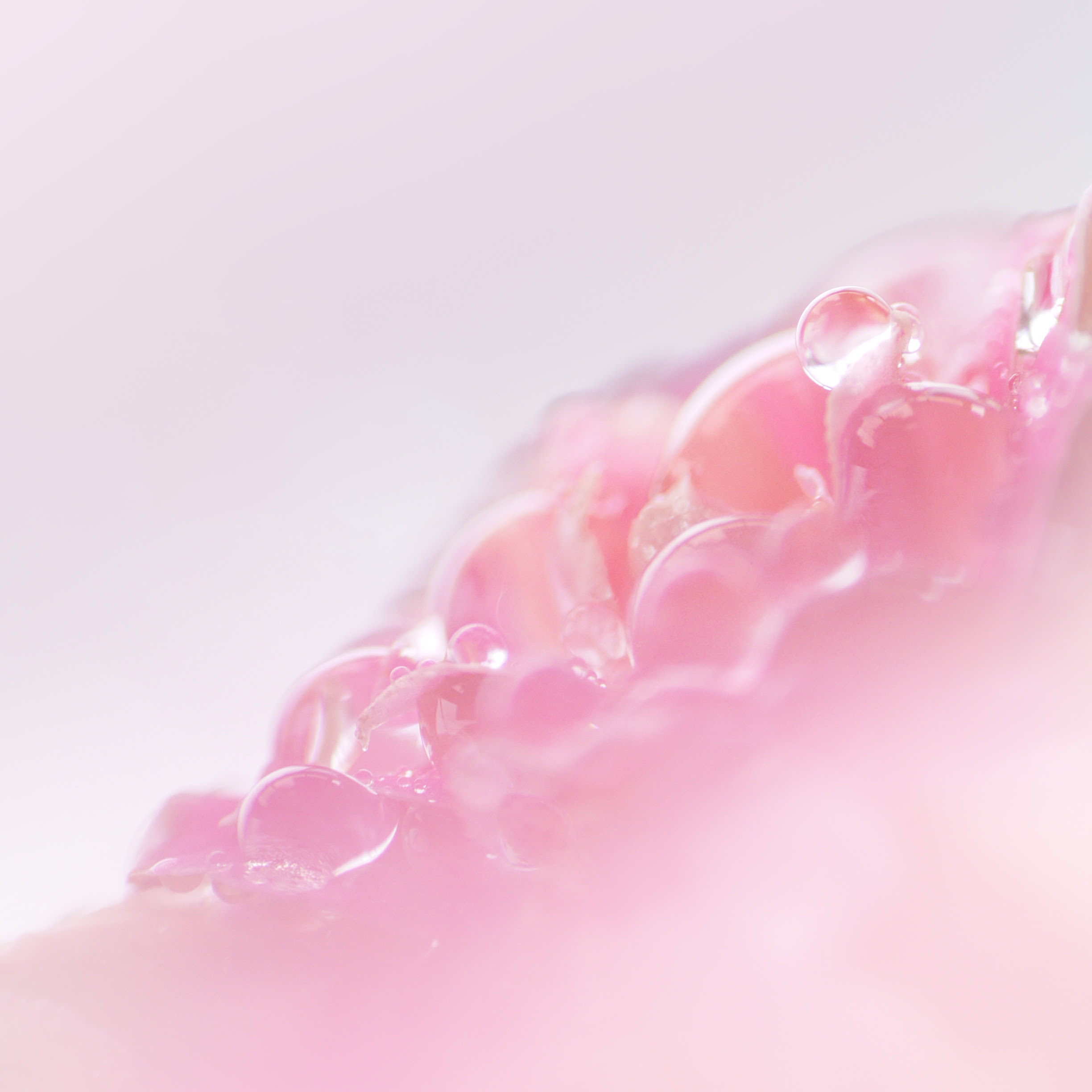驚くばかりipad 壁紙 可愛い 最高の花の画像