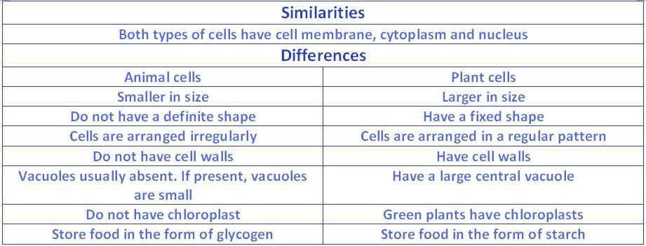 The cells of animals and plants possess many of the same structures. Differences And Similarities Between Plant Cells And Animal Cells Lessons Blendspace