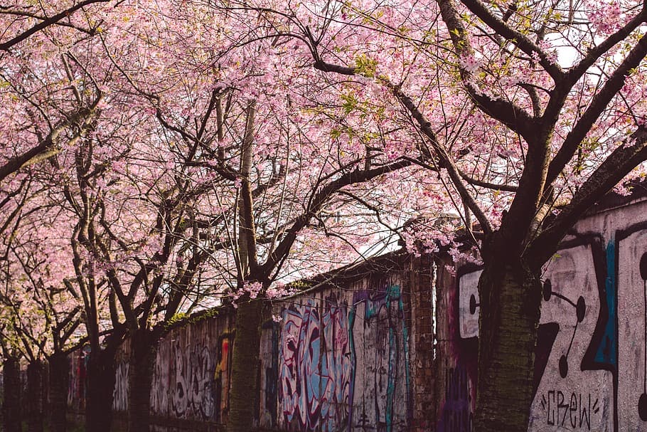 Terkeren 30 Background Pemandangan Taman Bunga Sakura - Galeri Bunga HD