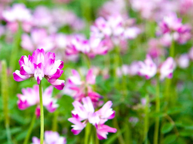 美しい花の画像 綺麗な蓮華草 花 言葉