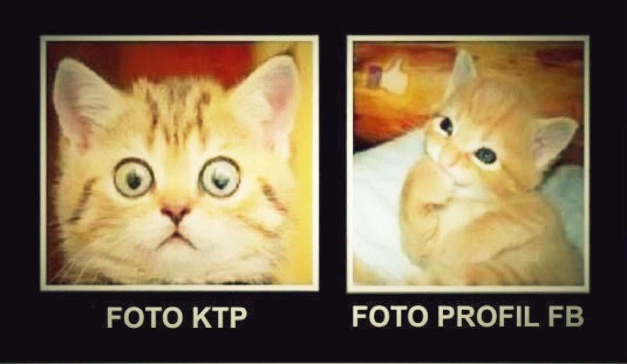 Koleksi Foto Hewan Lucu Buat Komentar Sobat Ngakak