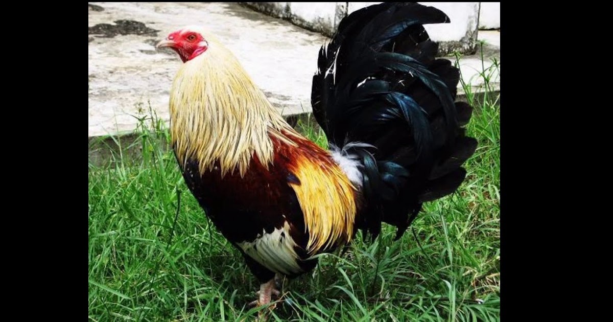 Gambar Ayam Philipina - Ayam Imfor Filipina Lincah Siap Pakai Manado Jualo