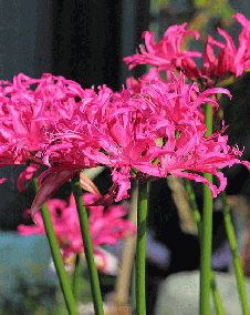 ユニーク花 言葉 ネリネ すべての美しい花の画像