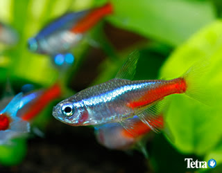 完了しました 熱帯魚 の 写真 2415