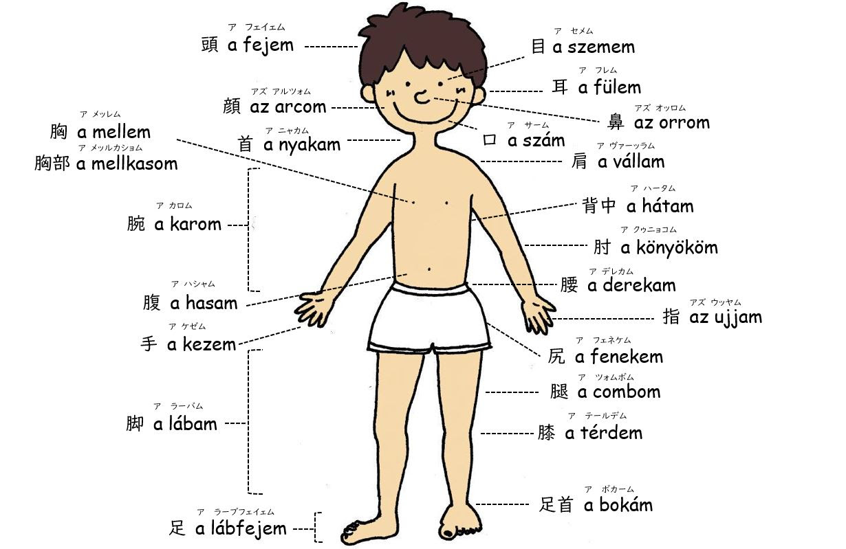 Dernier 英語 体 部位 りんご 体 部位 英語