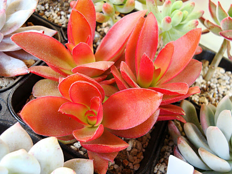 すべての美しい花の画像 最高の紅葉 する 多肉 植物