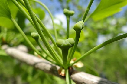 イチョウの花の雄花 Monjennawa