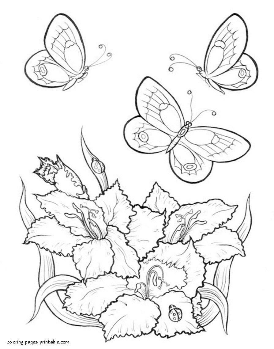 Butterfly of beautiful open wings. Coloring Pages Of Flowers And Butterflies At Getdrawings Free Download