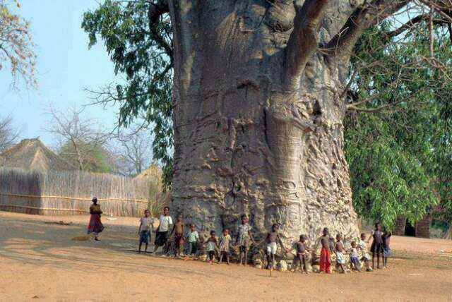 2000 years old tree in South Africa known as tree of life (Baobab)