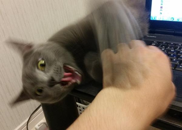 猫 踏ん で しまっ た 壁紙画像マンガ