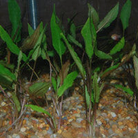 (it is not clear which plants sold in the aquarium trade under this name are the true species. Cryptocoryne Petchii