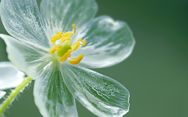 無料印刷可能透明 に なる 花 最高の花の画像