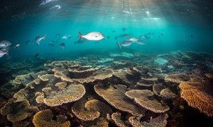 El arrecife de Coral en Australia es el sistema coralífero más grande del mundo.