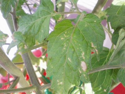 Hd限定トマト 葉っぱ 茶色 最高の花の画像