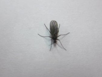 小さな黒い虫 布団 小さい黒い虫