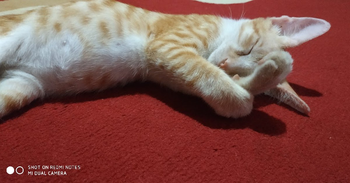 Foto Kucing  Tidur  Lucu Gambar  Meme Lengkap