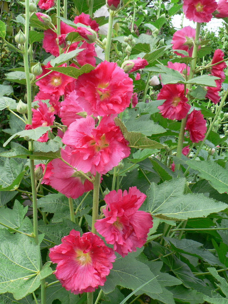 おもと 花言葉 2353 オモト 花言葉 Successblogzy8uf