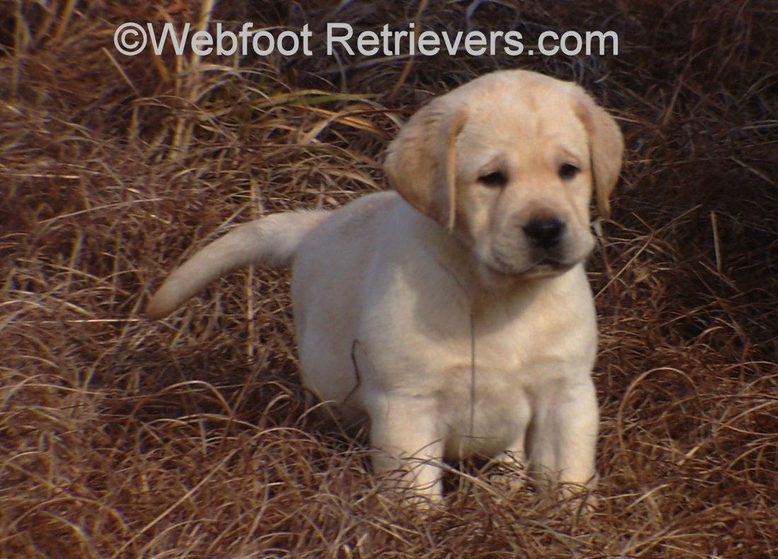 Lab puppies are the cutest things on the planet. English Labrador Retriever Puppies Breeder Ray Webfootretrievers Com Webfoot Retrievers