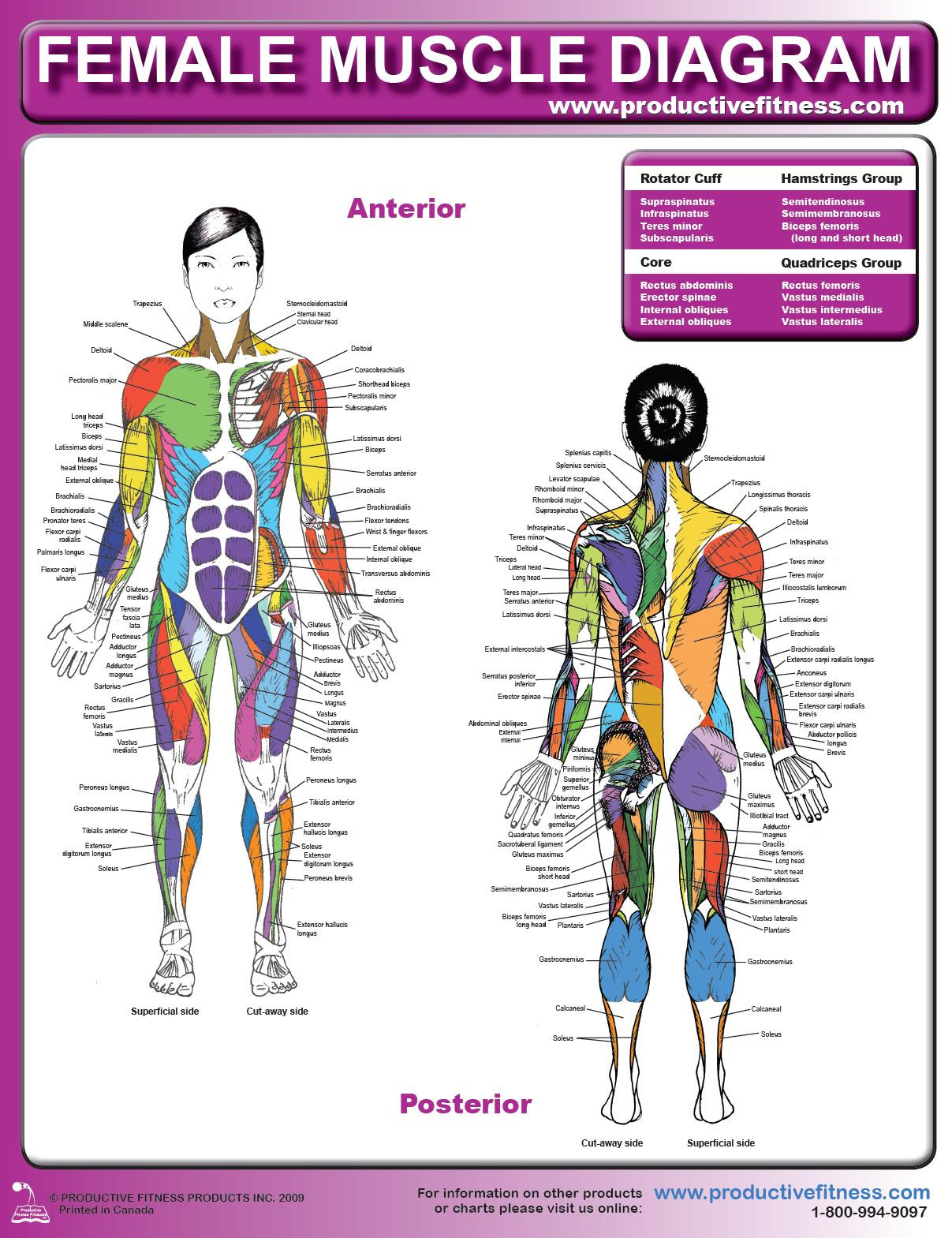 Within this group of back muscles you will find the latissimus dorsi, the trapezius, levator scapulae and the rhomboids. Female Muscle Diagram And Definitions Jacki S Blog