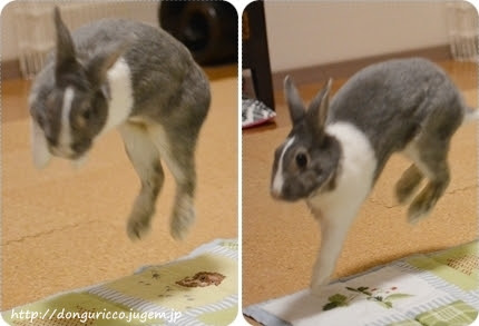 すべての動物の画像 トップ100うさぎ ジャンプ