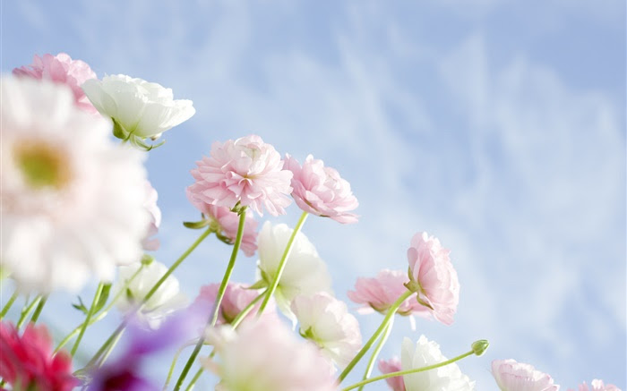 無料ダウンロードカーネーション 壁紙 最高の花の画像