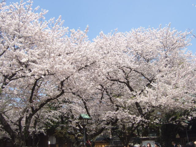 Maybe you would like to learn more about one of these? é–å›½ç¥žç¤¾ã®æ¡œ