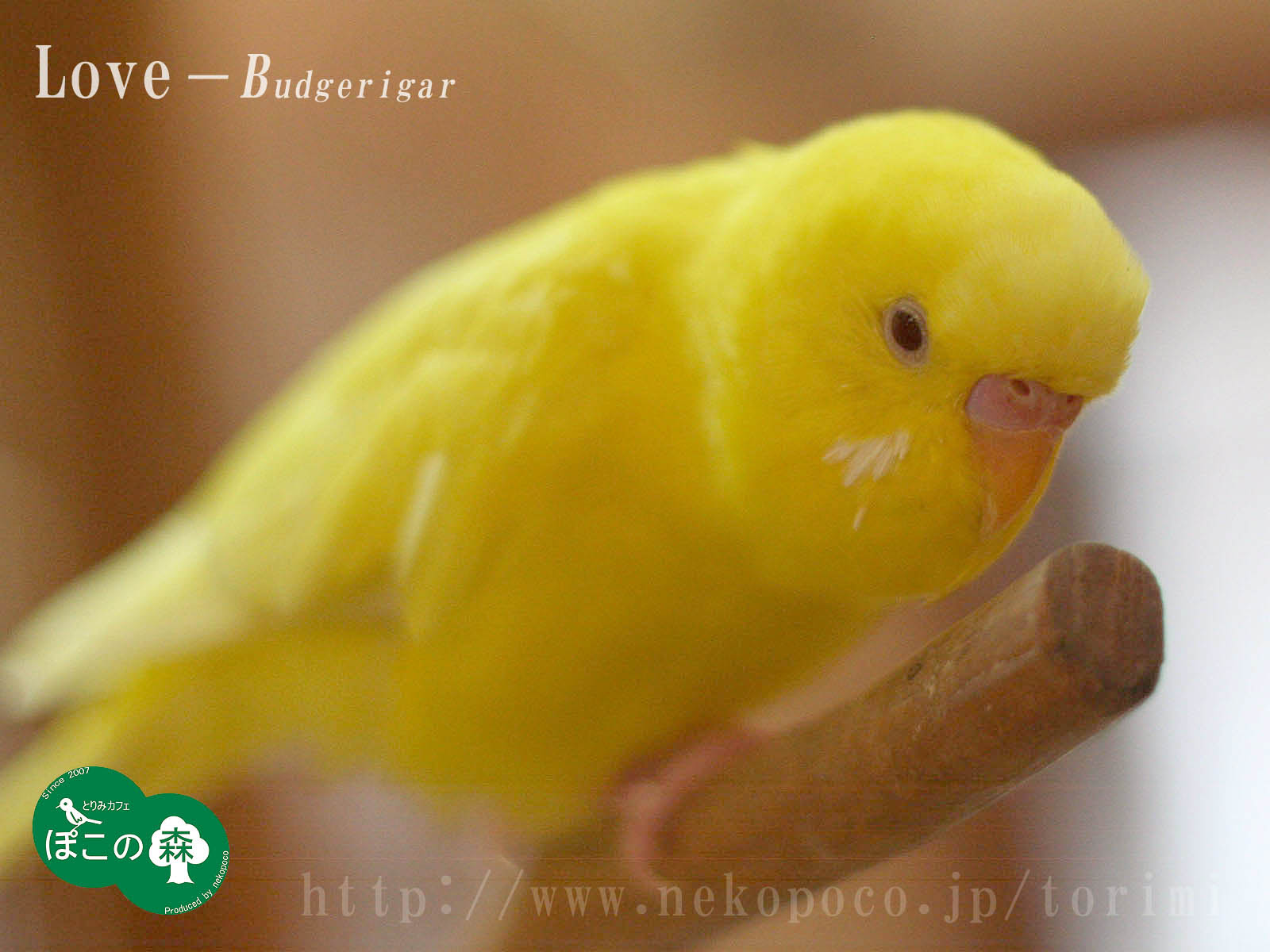 すべての動物の画像 ラブリーインコ イラスト 壁紙