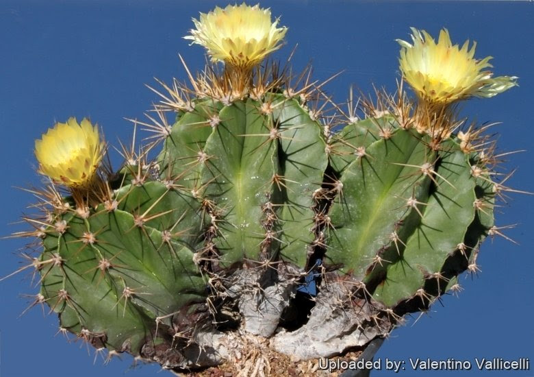 Large outdoor cactuses can present a formidable grooming challenge. Astrophytum Ornatum Var Glabrescens