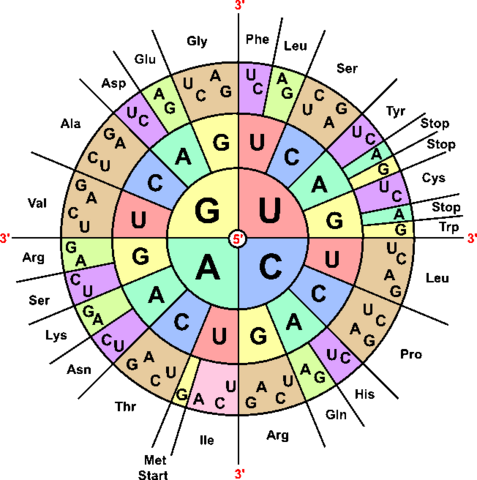 Genes provide information for building proteins. Alien Encounters Transcription And Translation This Is A 3 4 Day Lesson Which Focuses On The Role